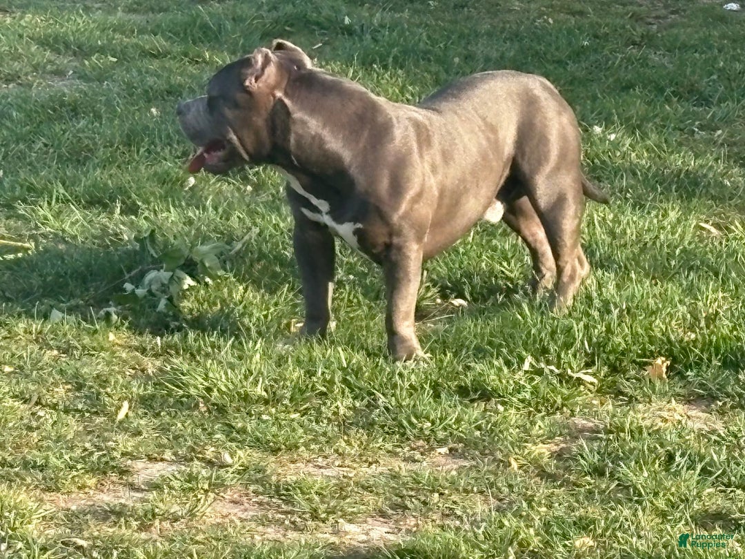 American Bully dogs for stud: Diesel - Image 2