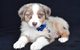 Australian Shepherd dogs for sale: Katie - Image 7