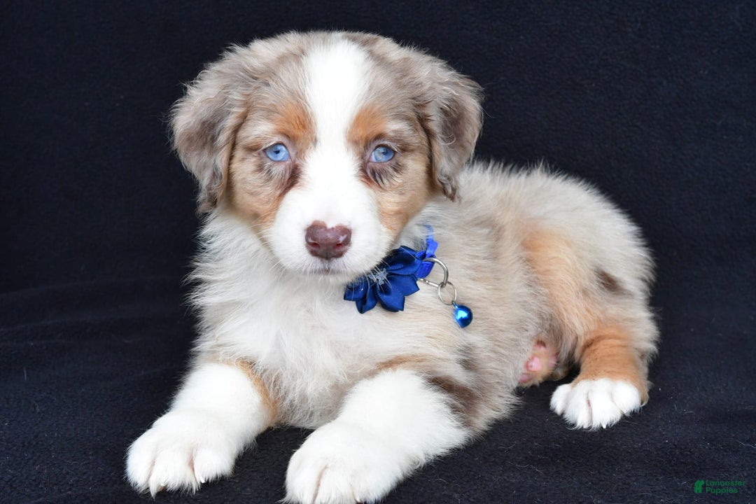 Australian Shepherd dogs for sale: Katie - Image 7