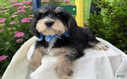 Miniature Schnauzer dogs for sale: Pablo - Image 3