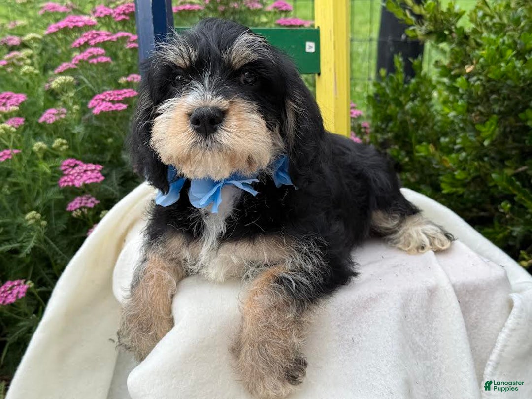 Miniature Schnauzer dogs for sale: Pablo - Image 3