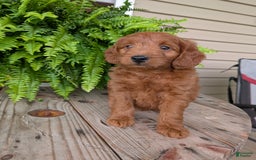 Mini Goldendoodle dogs for sale: Mini-logan - Image 2