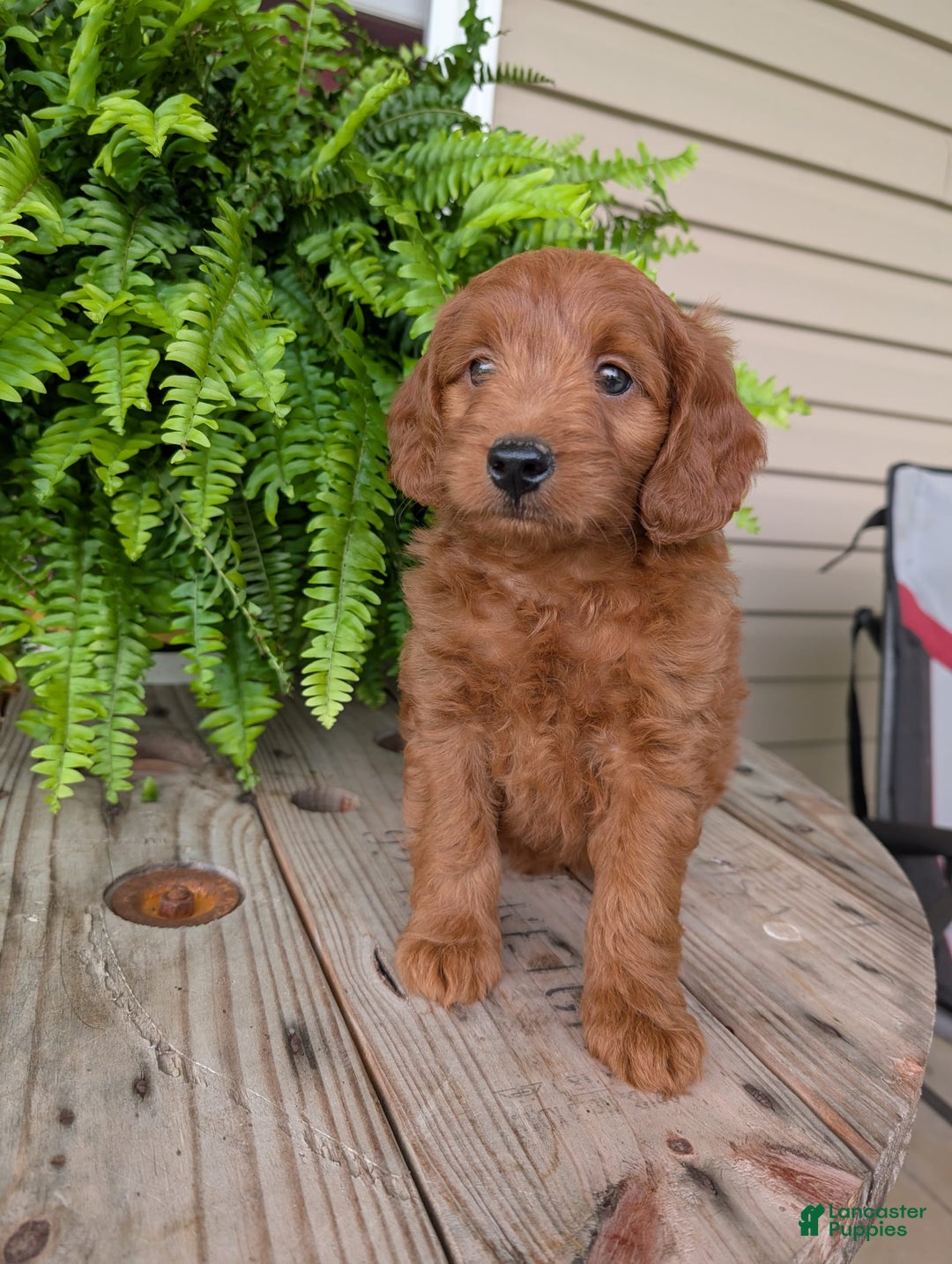 Mini Goldendoodle dogs for sale: Mini-logan - Image 2