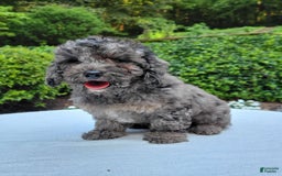 Cavapoo dogs for sale: Murphy - Image 6