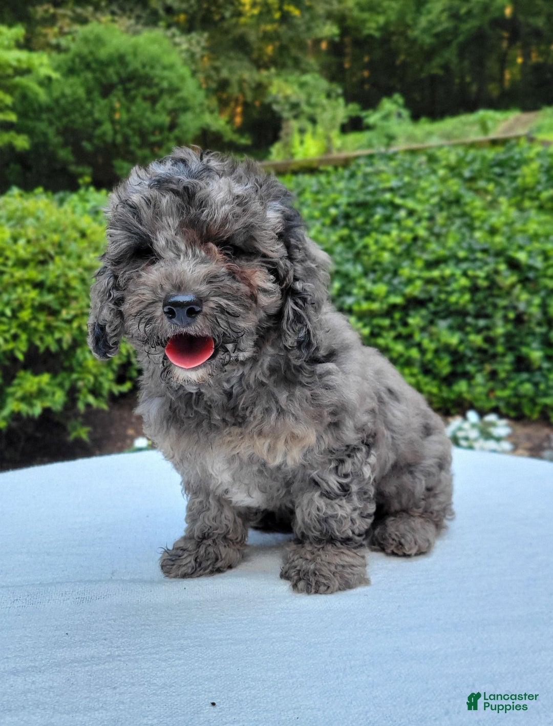 Cavapoo dogs for sale: Murphy - Image 6