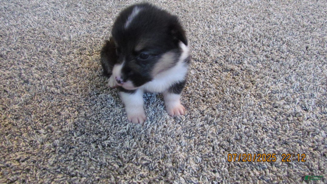 American Corgi dogs for sale: Archie - Image 4