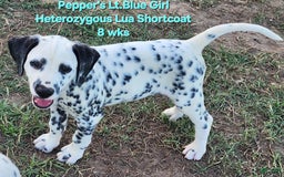 Dalmatian dogs for sale: Peppers Lt. Blue Girl - Image 11