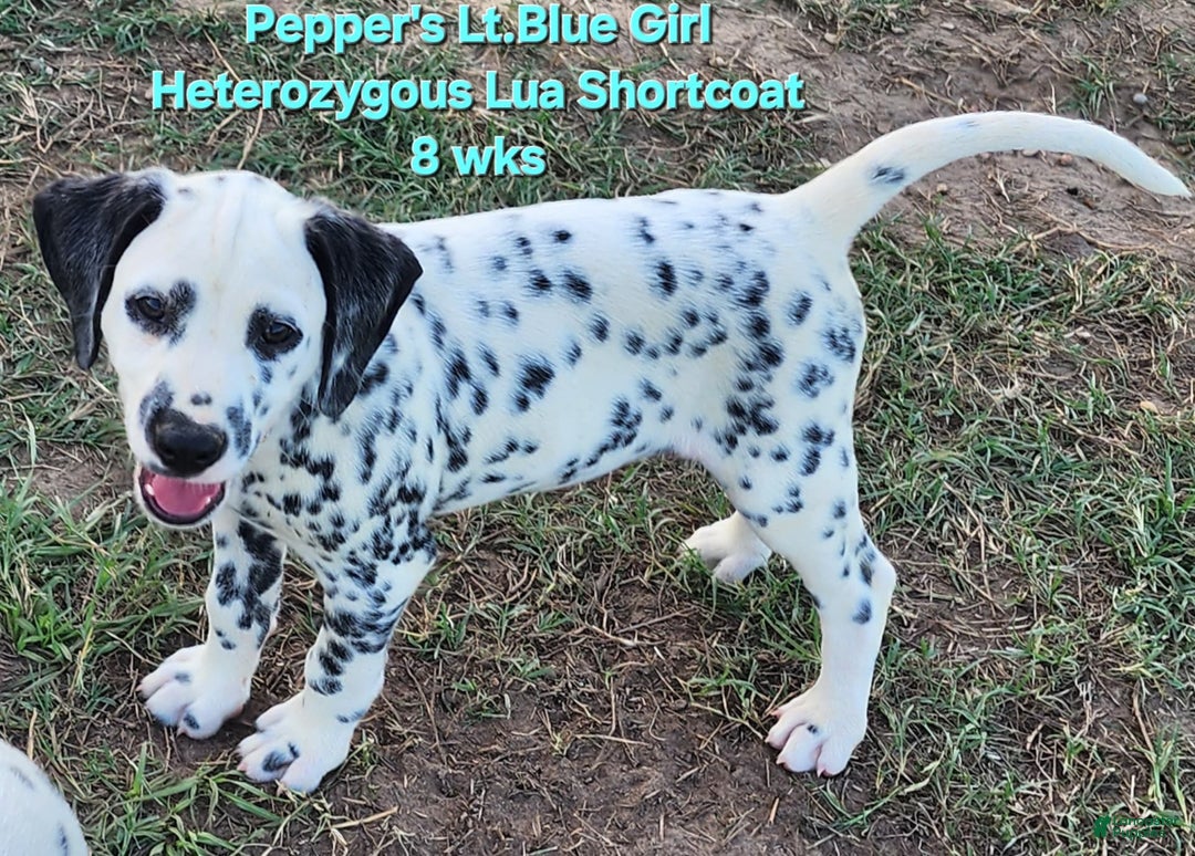 Dalmatian dogs for sale: Peppers Lt. Blue Girl - Image 11