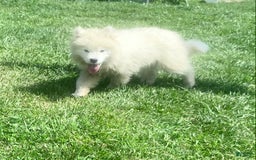 Samoyed dogs for sale: Siofra - Image 9