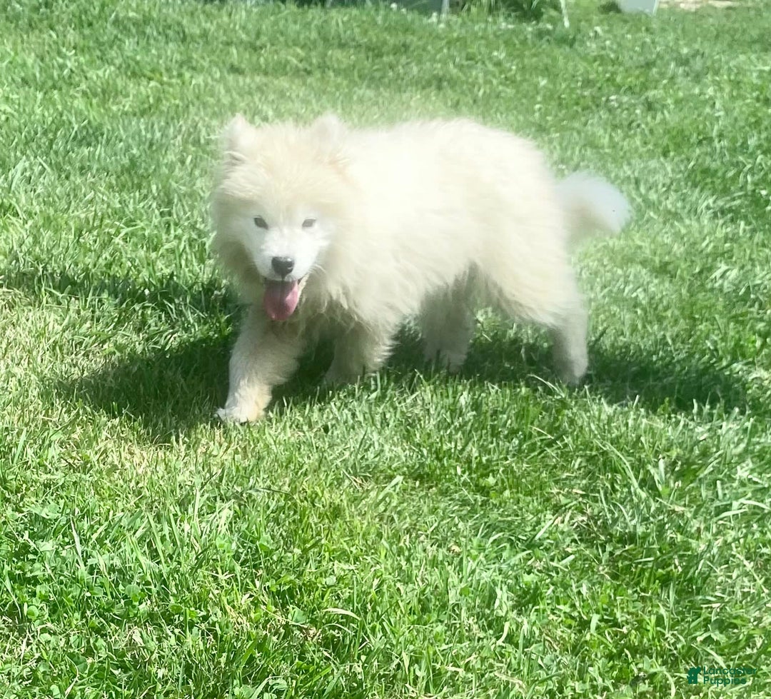 Samoyed dogs for sale: Siofra - Image 9
