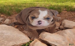 English Bulldog dogs for sale: Crushed Velvet - Image 4
