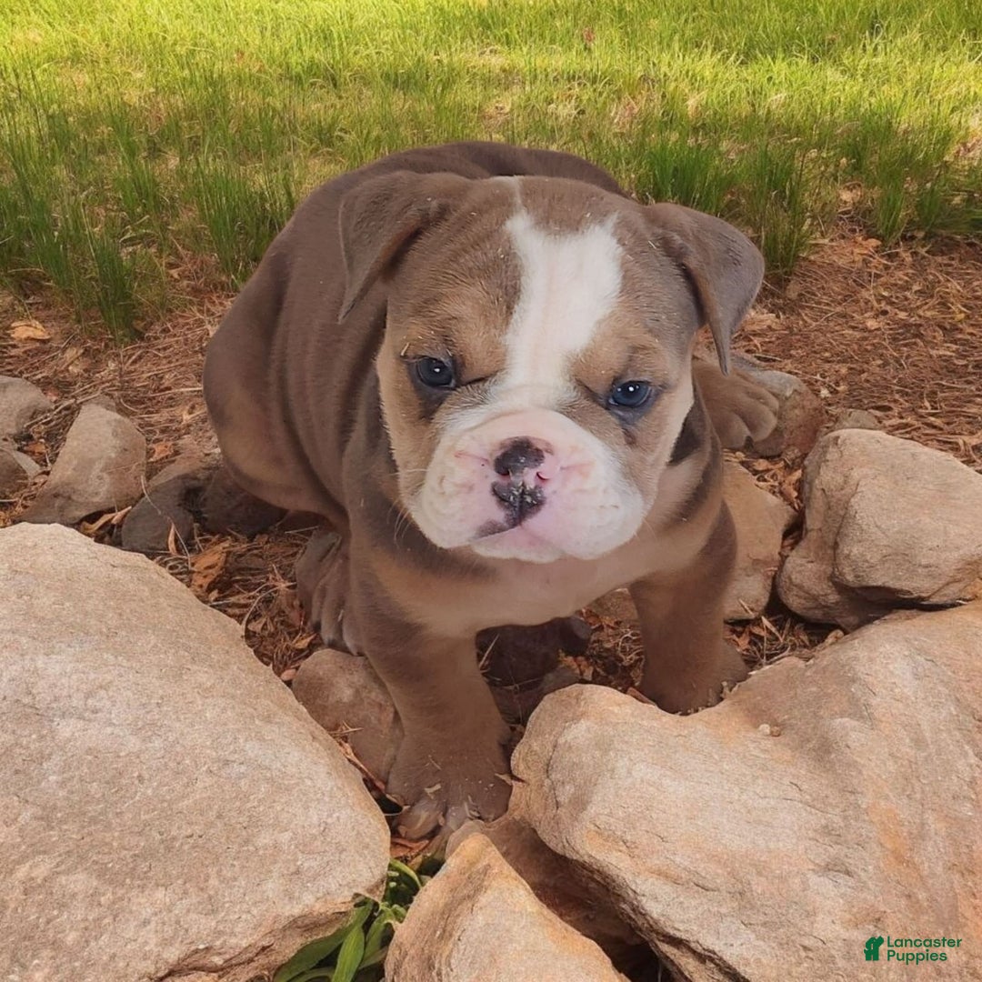 English Bulldog dogs for sale: Crushed Velvet - Image 4