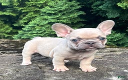 French Bulldog dogs for sale: Genius - Image 1