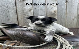 Australian Cattle Dog dogs for sale: Maverick - Image 1
