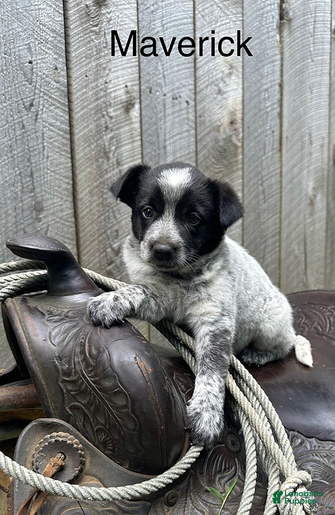 Australian Cattle Dog dogs for sale: Maverick - Image 1