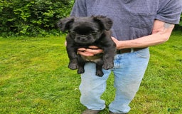 French Bulldog dogs for sale: Fluffy Female Liz - Image 8