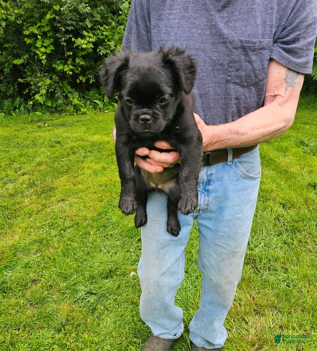 French Bulldog dogs for sale: Fluffy Female Liz - Image 8