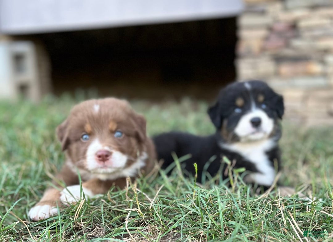 Australian Shepherd dogs for sale: Charlie - Image 7