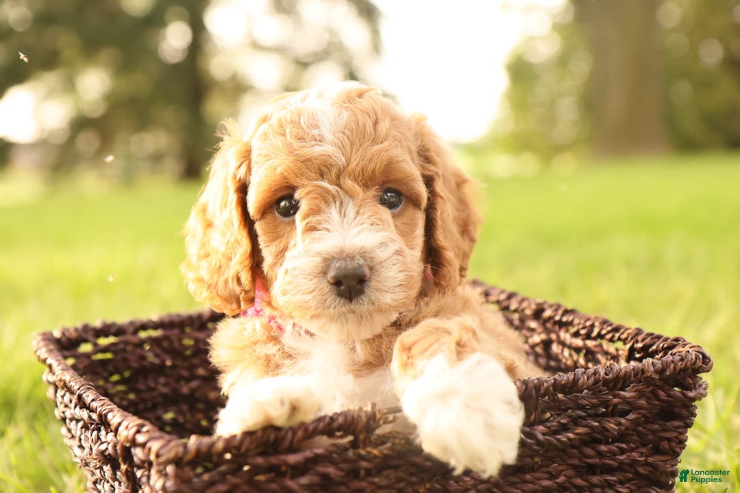 Mini Goldendoodle dogs for sale: Lily - Image 7