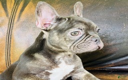French Bulldog dogs for sale: Buddy - Image 10