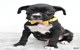 Boxer dogs for sale: Russell - Image 3