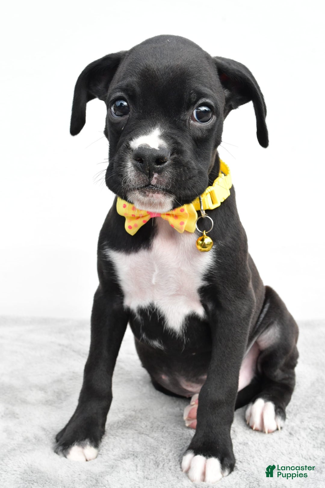 Boxer dogs for sale: Russell - Image 3