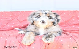 Miniature Bernese Mountain Dog dogs for sale: Sunflower - Image 5