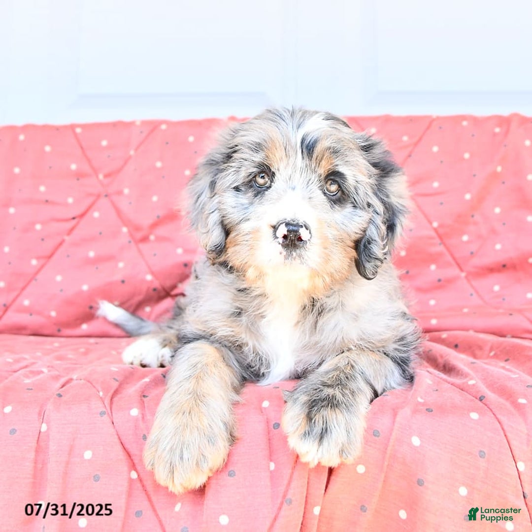 Miniature Bernese Mountain Dog dogs for sale: Sunflower - Image 5