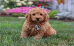  dogs for sale: Mini Goldendoodle 4 puppies - Image 6