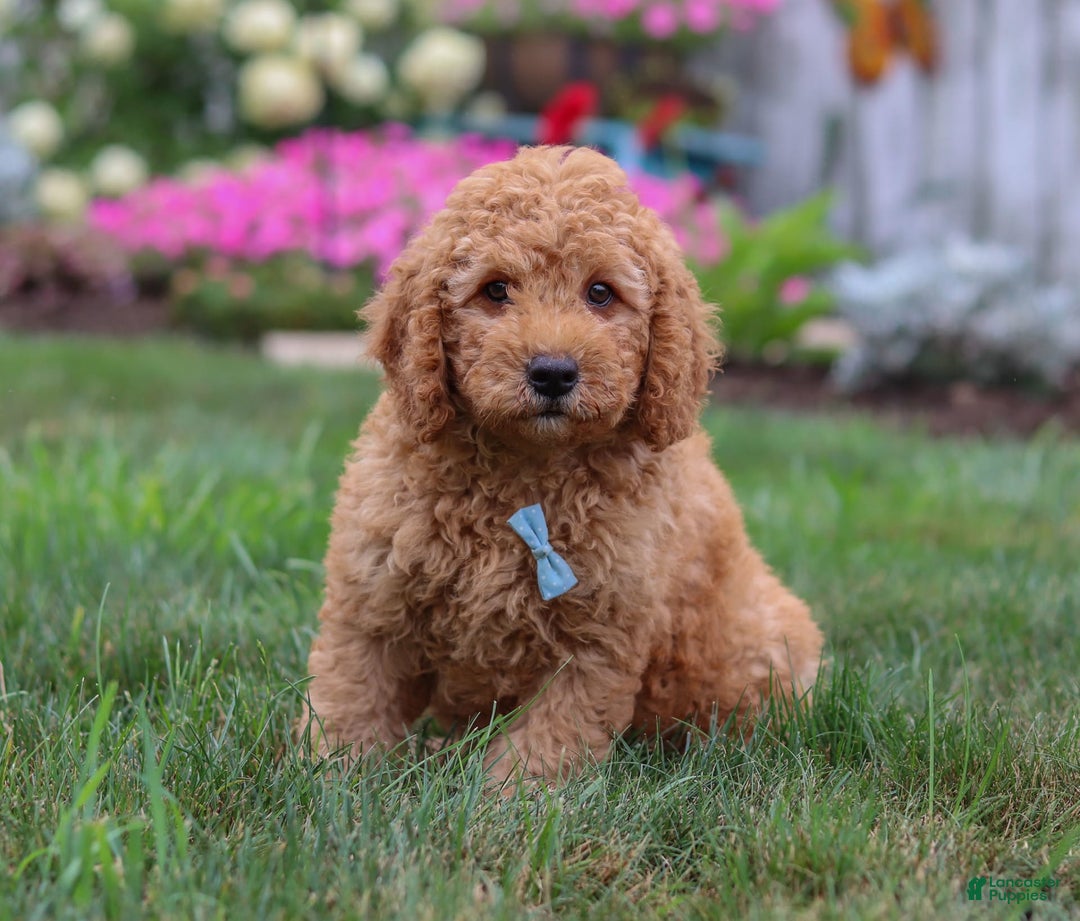  dogs for sale: Mini Goldendoodle 4 puppies - Image 6