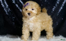 Toy Poodle dogs for sale: Hope - Image 2