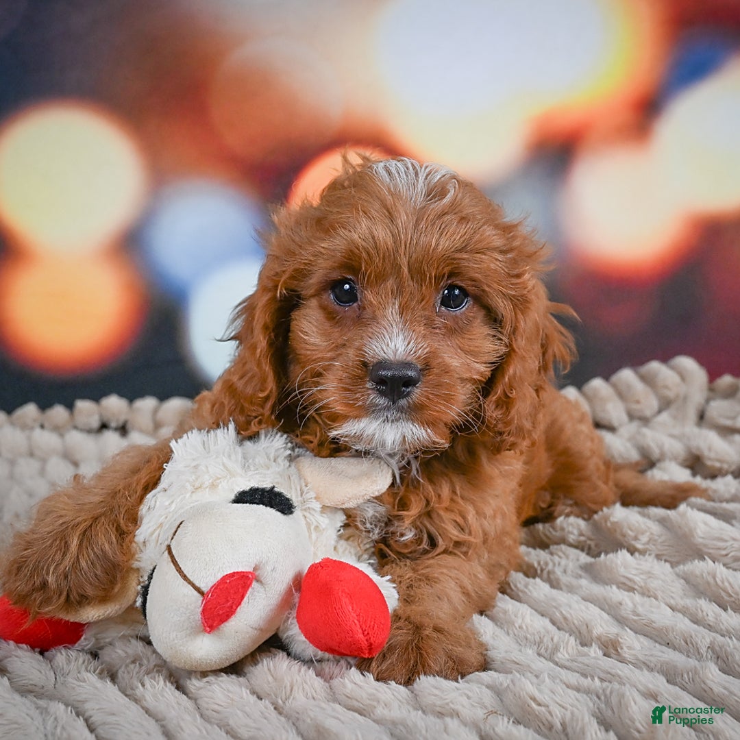 Cavapoo dogs for sale: Elvis - Image 10
