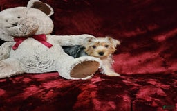 Yorkshire Terrier dogs for sale: LUCA - Image 8