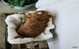 Cavapoo dogs for sale: Bryce - Image 5