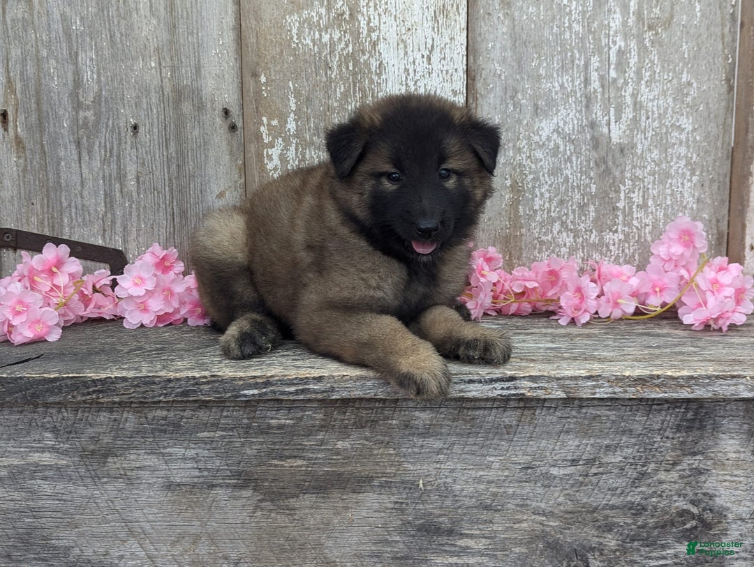 Belgian Tervuren dogs for sale: Lila - Image 3