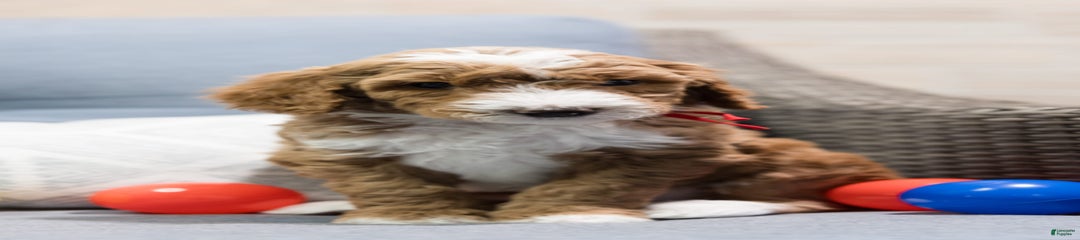 Mac