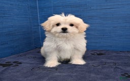 Shihpoo dogs for sale: Cedric - Image 6