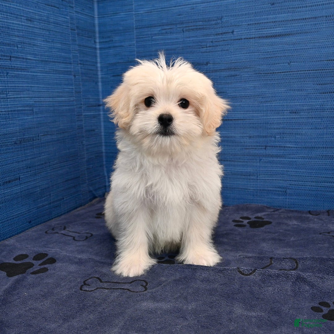 Shihpoo dogs for sale: Cedric - Image 6