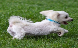 Maltese dogs for sale: Sterling - Image 9