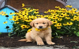 Golden Retriever dogs for sale: Felicity - Image 4