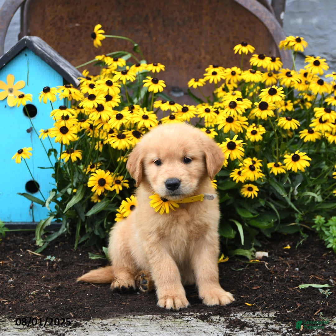 Golden Retriever dogs for sale: Felicity - Image 4