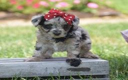 Yorkiepoo dogs for sale: Prissie - Image 13