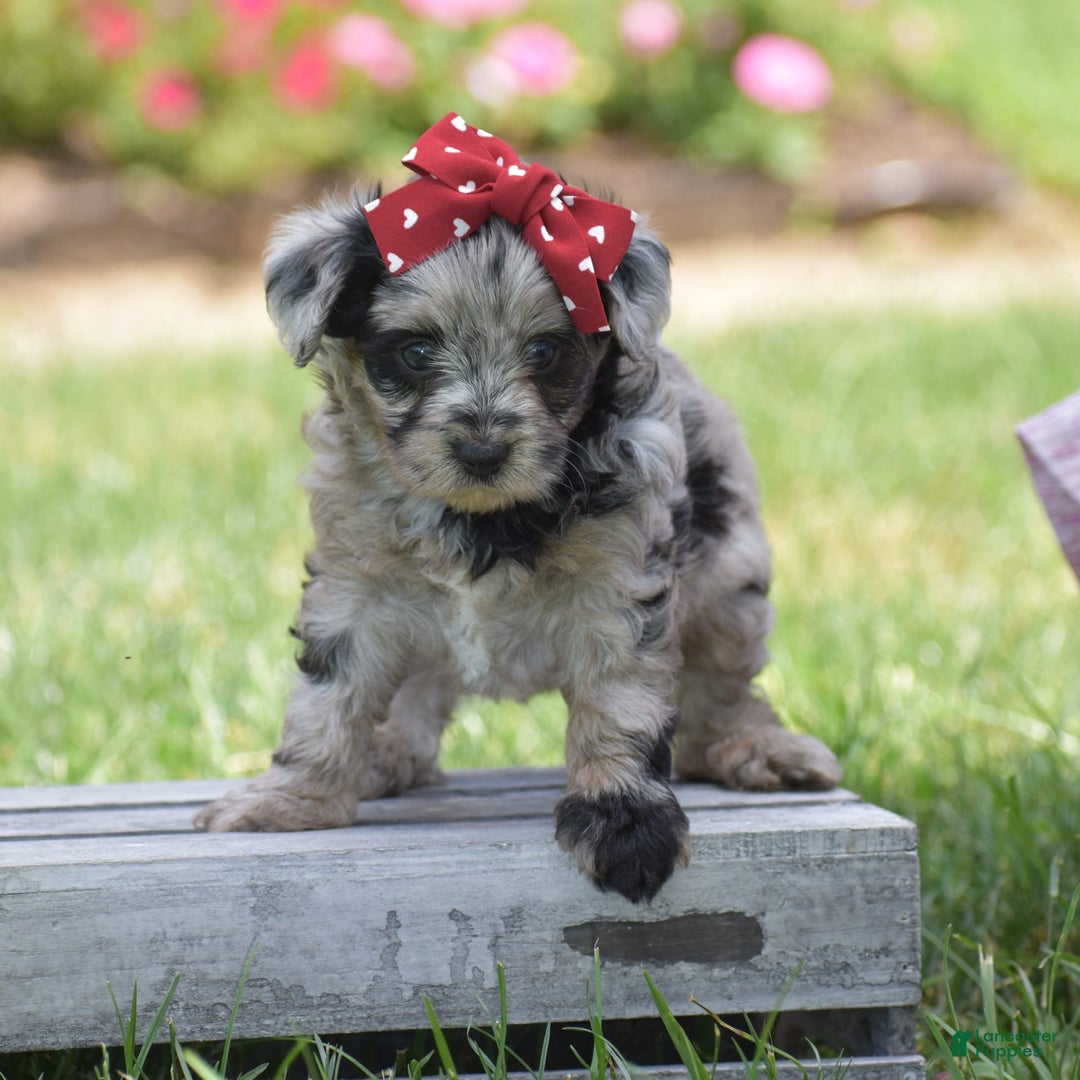 Yorkiepoo dogs for sale: Prissie - Image 13