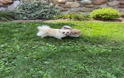 Pomeranian dogs for sale: Rusty - Image 18