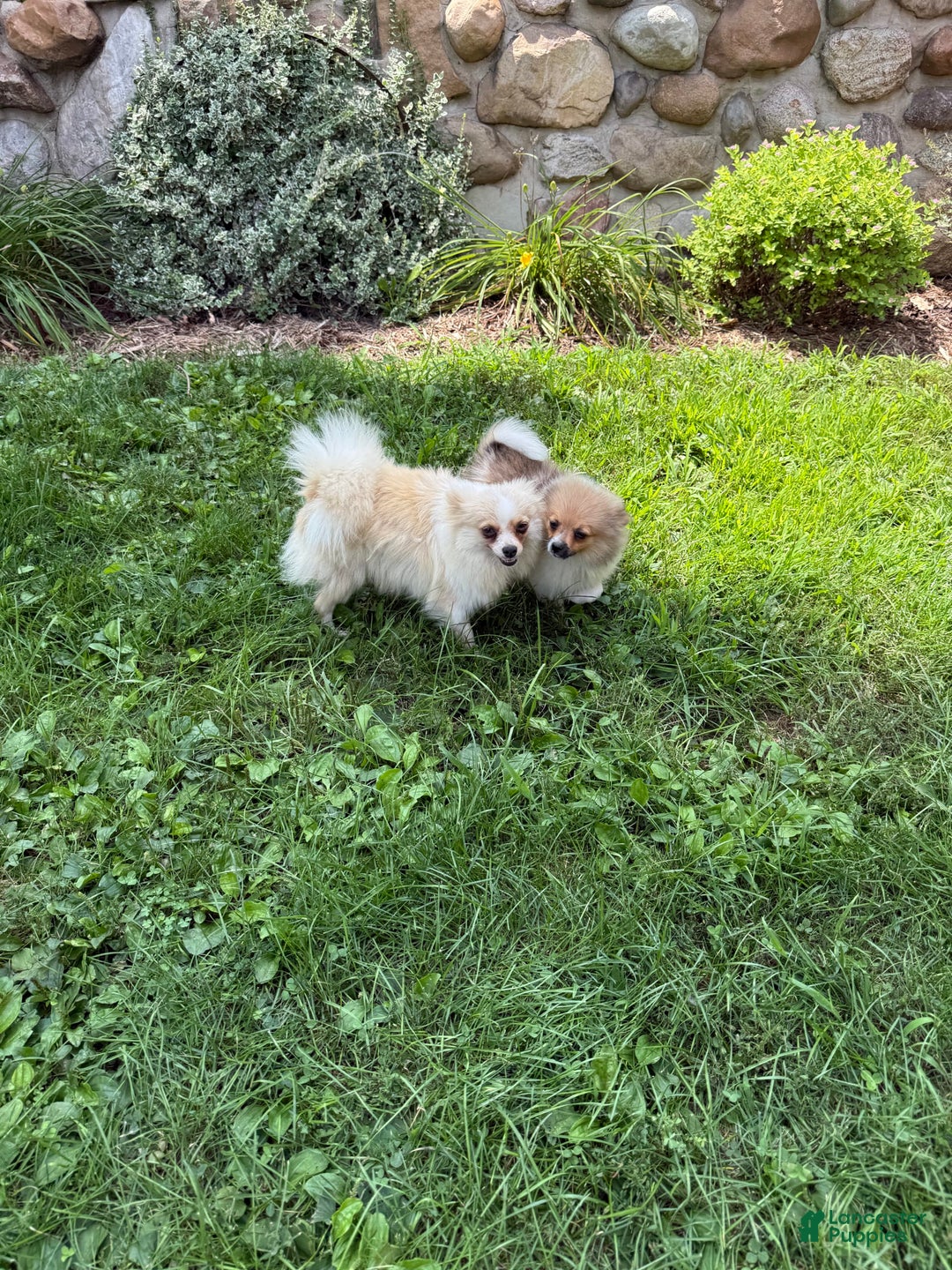 Pomeranian dogs for sale: Rusty - Image 18