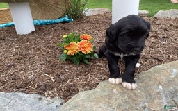 Labradoodle dogs for sale: Green Collar Girl Lil Pokey - Image 2