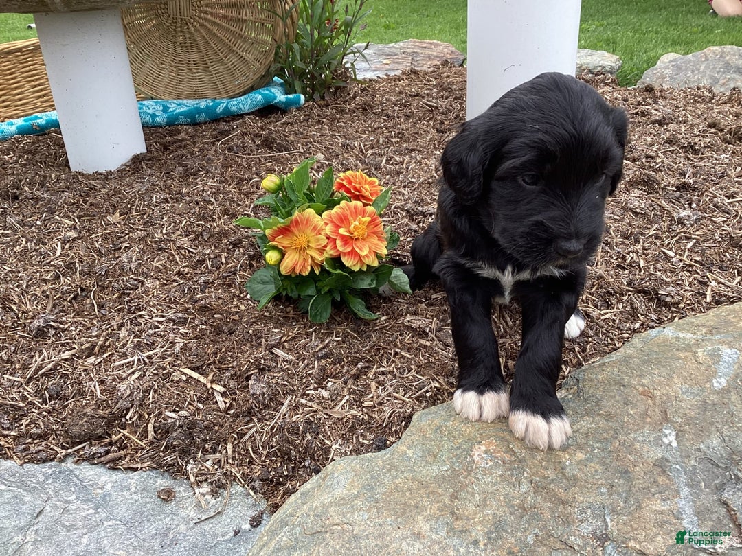 Labradoodle dogs for sale: Green Collar Girl Lil Pokey - Image 2
