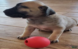 South African Boerboels dogs for sale: Bella - Image 4