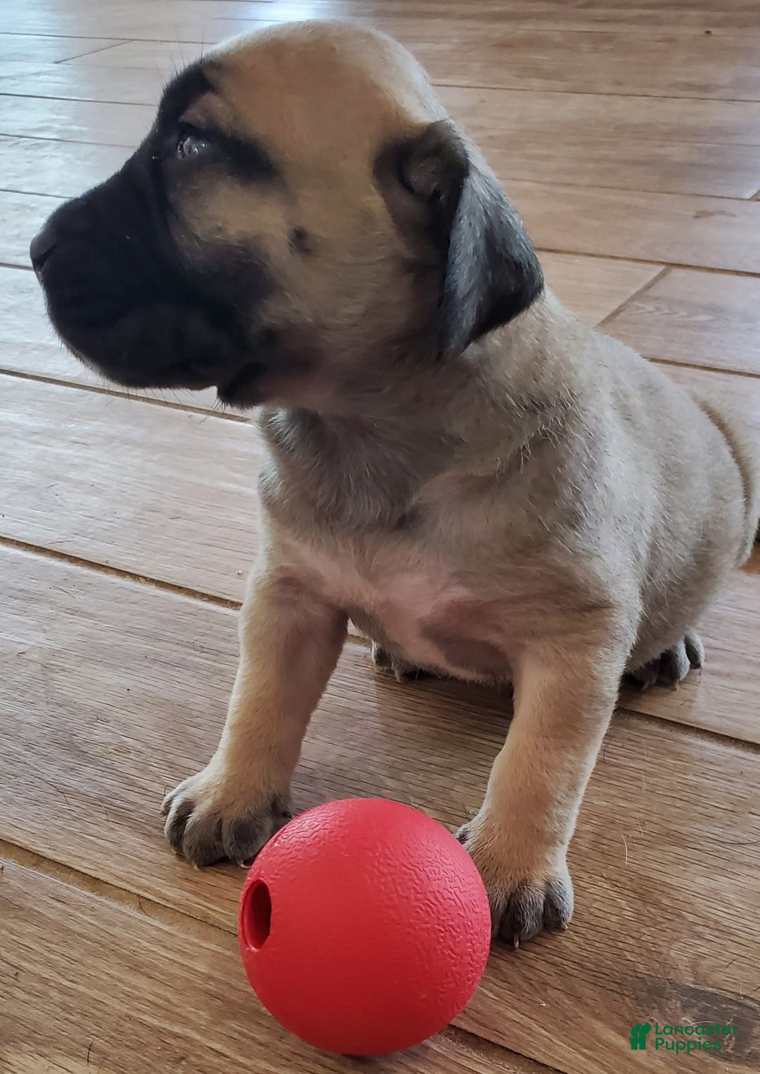 South African Boerboels dogs for sale: Bella - Image 4