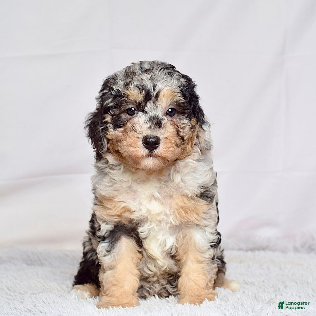 Mini Goldendoodle dogs for sale: Ms. Macy - Image 2